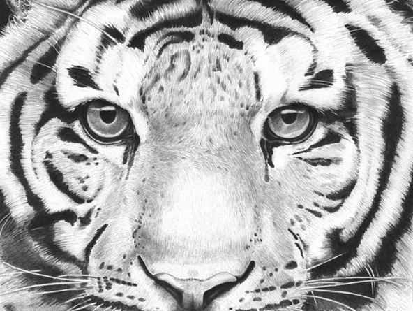 Kaplanla Burun Buruna - Kanvas Tablo ürün görseli