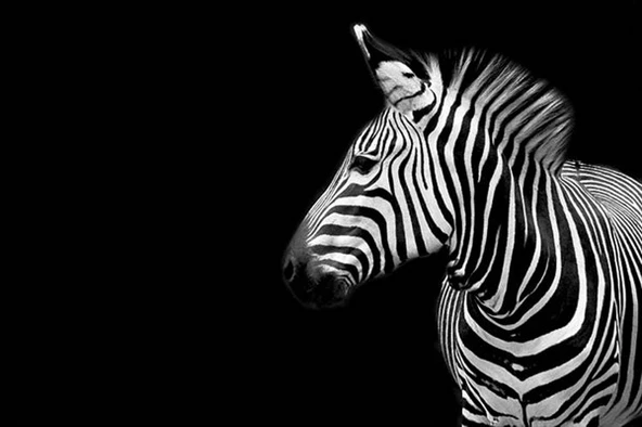 Utangaç Zebra - Kanvas Tablo