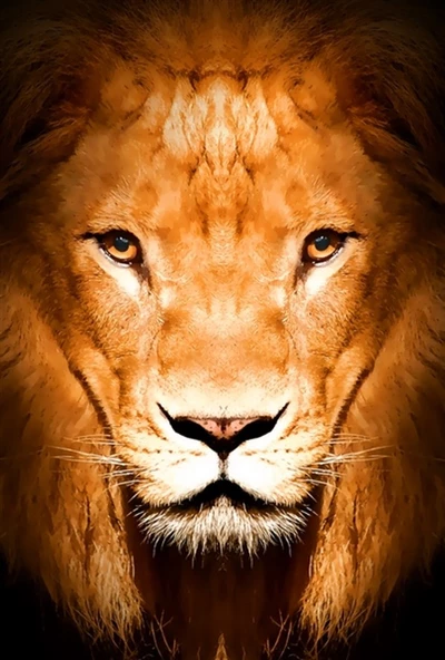 Aslan Yakın Çekim - Kanvas Tablo ürün görseli