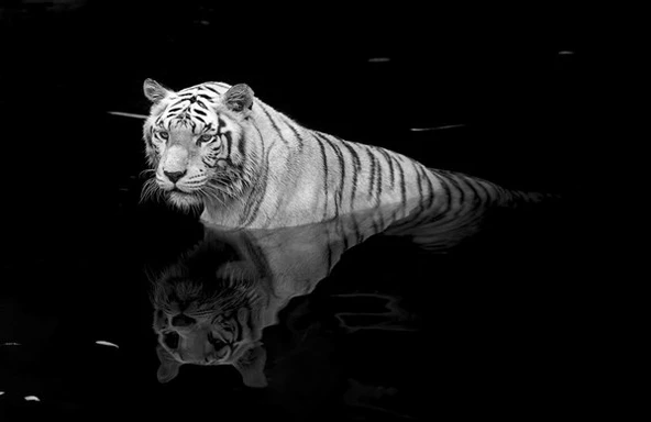 Karanlık Sulardaki Kaplan - Kanvas Tablo ürün görseli 1