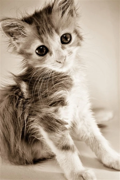 Islak Kedi Yavrusu - Kanvas Tablo ürün görseli