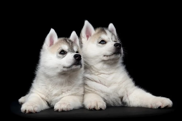 İkiz Köpek Yavruları - Kanvas Tablo ürün görseli