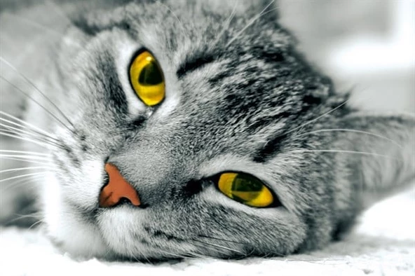 Sarı Gözlü Kedi - Kanvas Tablo ürün görseli