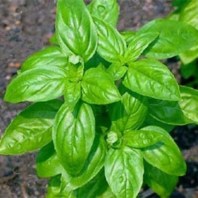 Yeşil Fesleğen Tohumu 1 PAKET (100 adet) ürün görseli