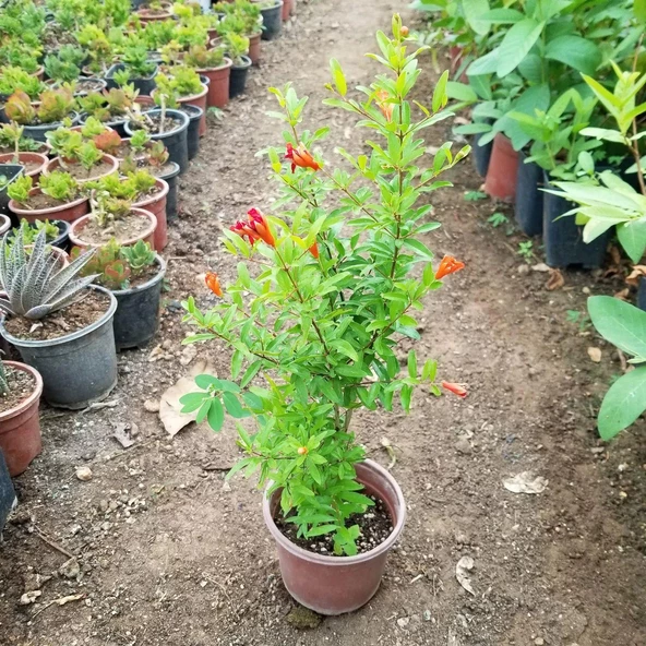 Bodur Süs Narı Fidanı, Saksıda - 3