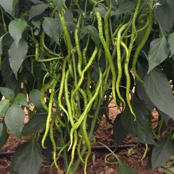 Acı Kıl Biberi Tohumu 1 Paket (+100 Adet) ürün görseli