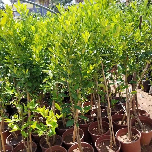 6 Yaş Aşılı Calamondin Süs Mandalinası Fidanı, Saksıda - Resim 3