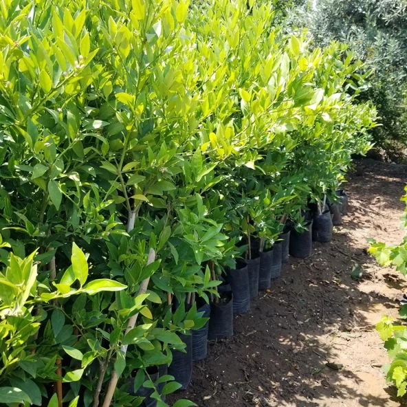 6 Yaş Aşılı Fukutshu Obovata (İri Kamkat) Fidanı, Saksıda - 4