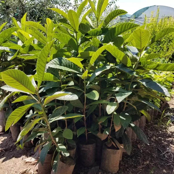 3 Yaş Yenidünya Malta Eriği Fidanı, Torbada - 3