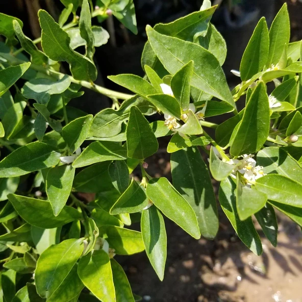 6 Yaş Aşılı Fukutshu Obovata (İri Kamkat) Fidanı, Saksıda - 3