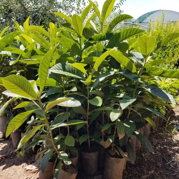 3 Yaş Yenidünya Malta Eriği Fidanı, Torbada - 2