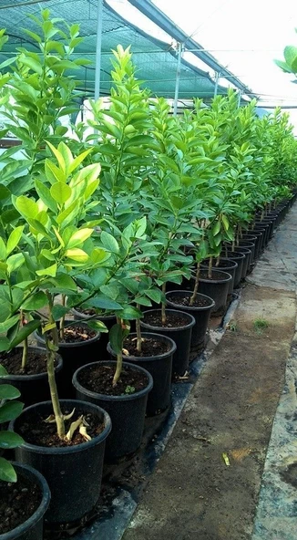 5 Yaş Aşılı Lime (Meksika) Limonu Fidanı, Saksıda - 2