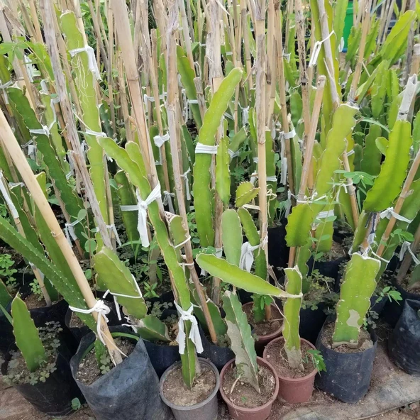 Sarı Pitaya Ejder Meyvesi Fidanı, Torbada - Resim 3