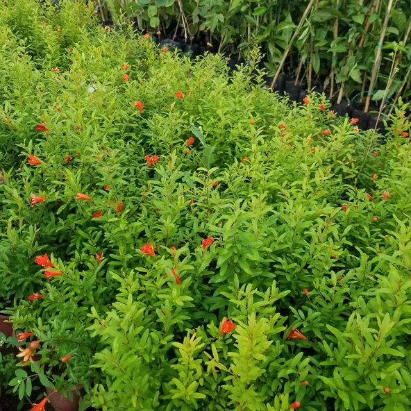 Bodur Süs Narı Fidanı, Saksıda - 4