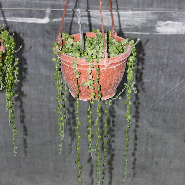 Boncuk Sukulent, SNKİOROWLEYANUS, Tespih Çiçeği, Sarkaç Saksıda - 2