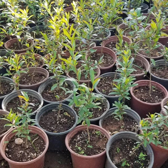 Bodur Süs Narı Fidanı, Saksıda - 2