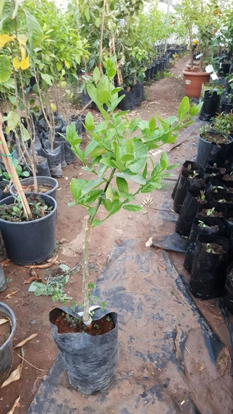 3 Yaş Aşılı Dikensiz Mexican Lime Fidanı, Torbada - 2
