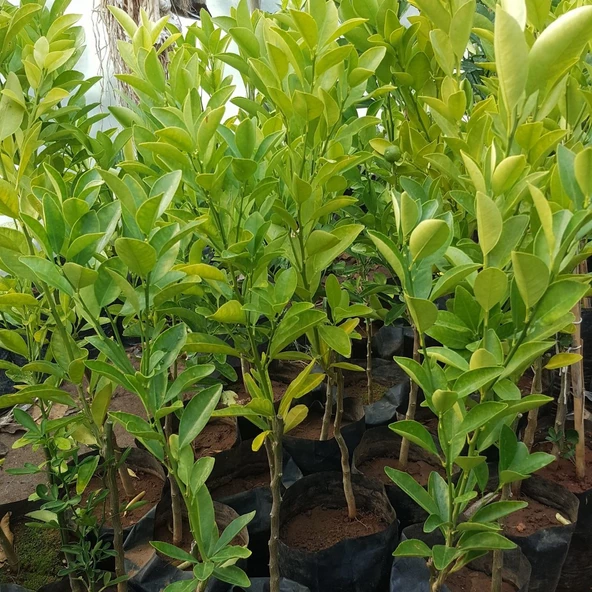 3 Yaş Aşılı Citrus Calamondin Süs Mandalinası Fidanı, Torbada - 2