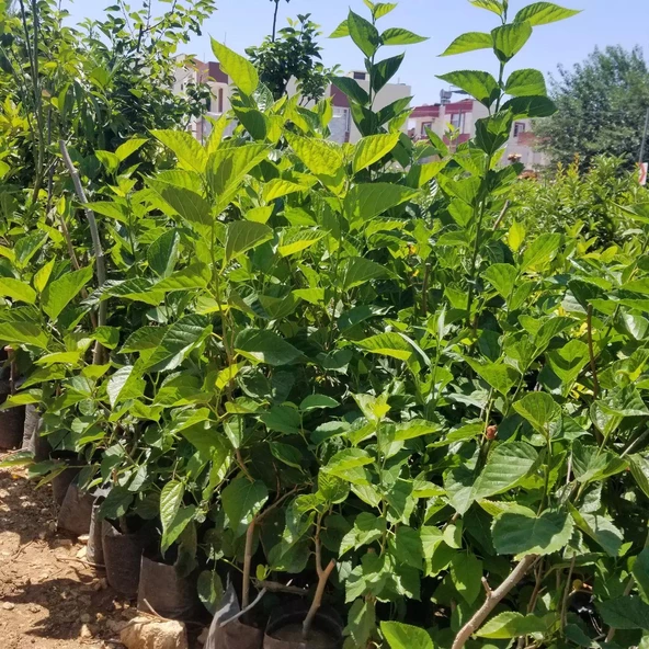 3 Yaş Aşılı Avusturalya Yediveren Siyah Karadut Fidanı, Torbada - 2