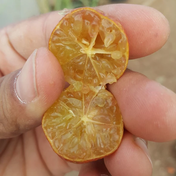 4 Yaş Aşılı Blood Lime Kırmızı Limon Fidanı, Torbada - 3