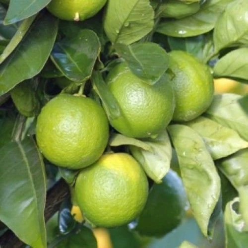 3 Yaş Aşılı Tahiti Lime Yeşil Lime, Torbalı ürün görseli
