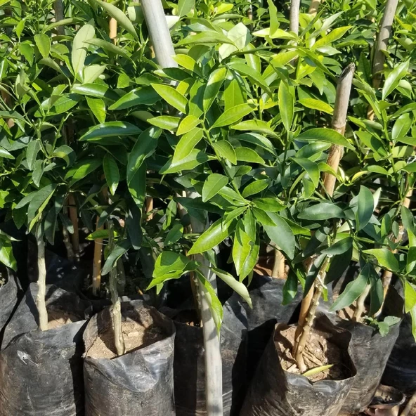 2 Yaş Aşılı Kamkat Fidanı, Torbada - Resim 2