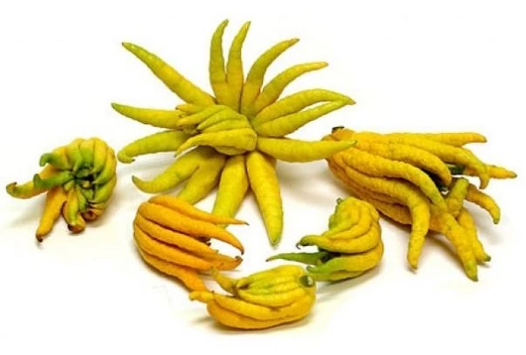 4 Yaş Aşılı Budanın Eli Fidanı, Torbada ürün görseli 1