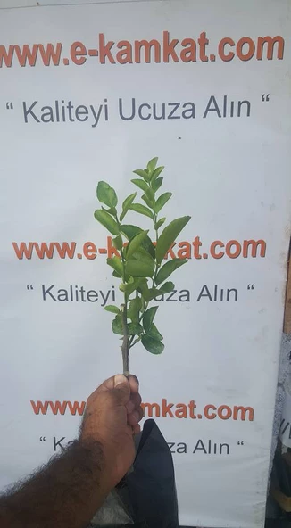 2 Yaş Aşılı Bodur Dikensiz Meksican Lime Fidanı, Torbada - 2