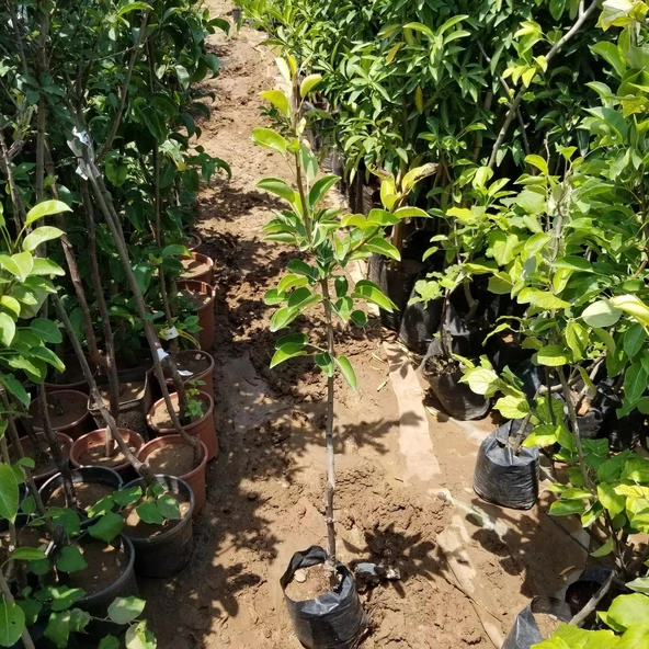 3 Yaş Aşılı Santamaria Armut Fidanı, Torbada - 2