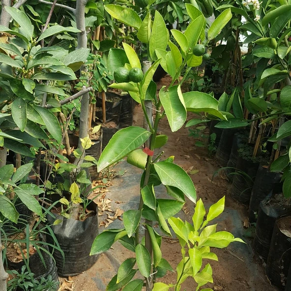 3 Yaş Aşılı Yediveren Mayer Limon Fidanı, Torbada - 2