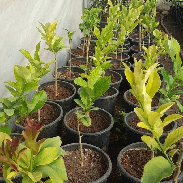 4 Yaş Aşılı Budanın Eli Fidanı, Torbada - Resim 2