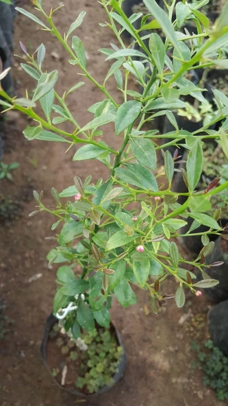 4 Yaş Aşılı Blood Lime Kırmızı Limon Fidanı, Torbada - 2