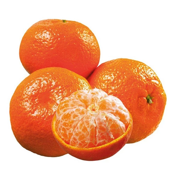 3 Yaş Aşılı Kokulu King Mandalina Fidanı, Torbada - 1