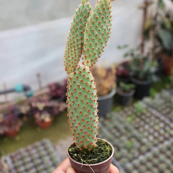 Tavşan Kaktüs / SARI Dikenli (Opuntia Microdasys Albata), 5.5 Cm Saksıda - Resim 2