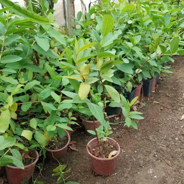 2 Yaş Tropikal Pink Guava Fidanı, Torbada - Resim 2