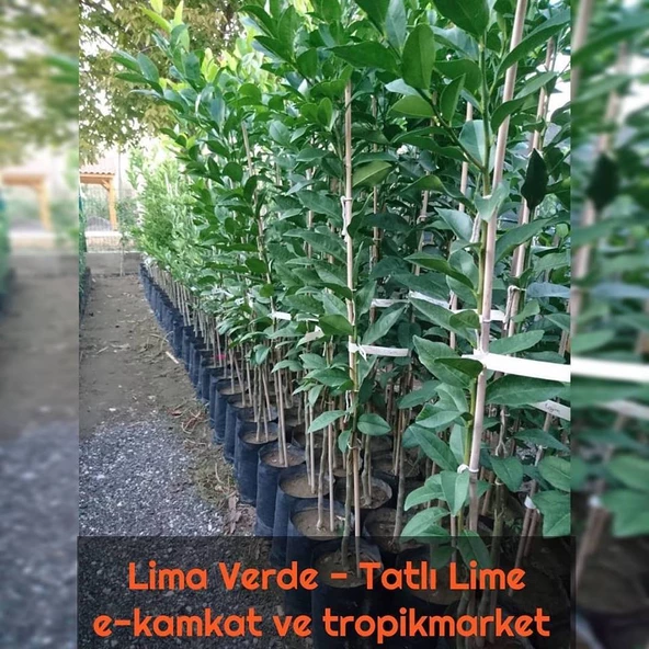 5 yaş Aşılı Lima Verde Tatlı Lime Limon Fidanı, Torbada - 2