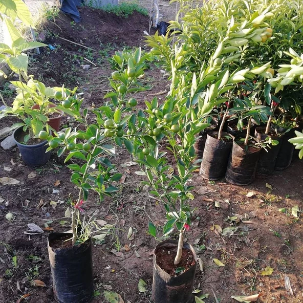 4 Yaş Aşılı Calamondin Süs Mandalinası Fidanı, Torbada - 2