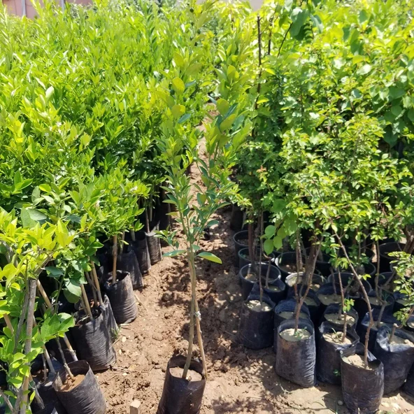 4 Yaş Aşılı Calamondin Süs Mandalinası Fidanı, Torbada - Resim 4