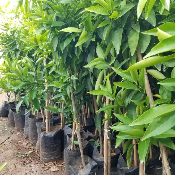 3 Yaş Aşılı Kokulu King Mandalina Fidanı, Torbada - 3