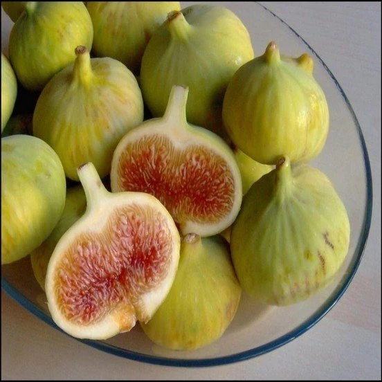 2 Yaş Aydın Sarı Lob İncir Fidanı, Torbada ürün görseli