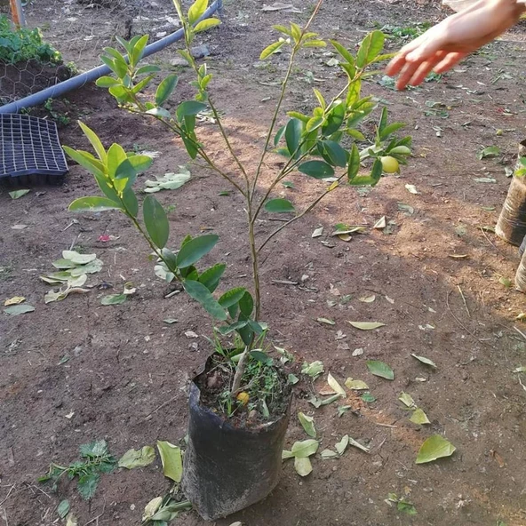 3 Yaş Aşılı LimonKamkat Fidanı, Torbada - 3