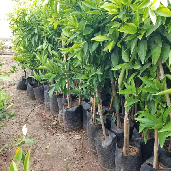 3 Yaş Aşılı Kokulu King Mandalina Fidanı, Torbada - 4