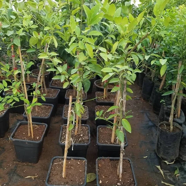 6 Yaş Aşılı Limequat Süs Limonu Fidanı, Torbada - 2