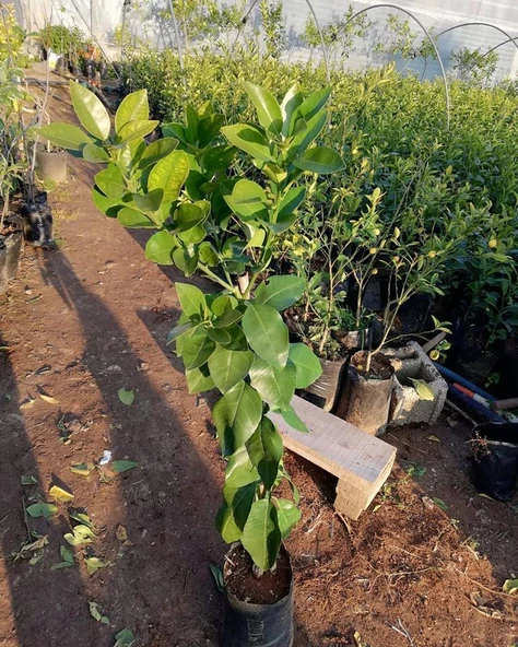 3 Yaş Aşılı Kırmızı Greyfurt Fidanı, Torbada - Resim 2