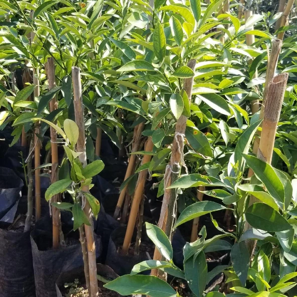 2 Yaş Aşılı Kamkat Süs Portakalı Fidanı, Torbada - 2