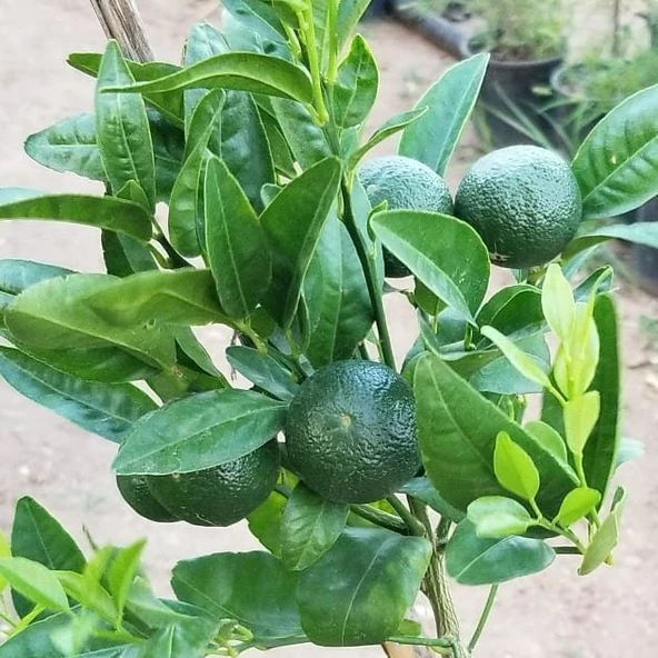 3 Yaş Aşılı Nova Mandalina Fidanı, Torbada ürün görseli 1
