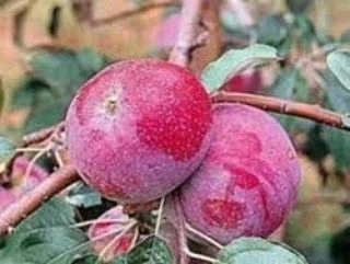 3 Yaş, Aşılı Elma Fidanı RED STAR, Torbada ürün görseli