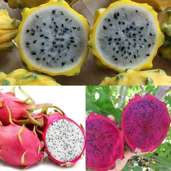 3 lü Pitaya Dragon Fruit Fidanı Seti  (Beyaz Kırmızı Sarı) - Resim 2
