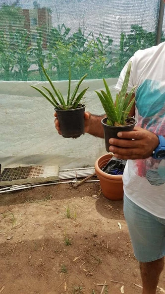 Tüketilebilir Bol Yavrulu Aloevera Bitkisi-Sarı Sabır ( Büyük Boy) - Resim 2