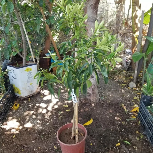 6 Yaş Aşılı Kamkat Süs Portakalı Fidanı, Saksıda - Resim 2